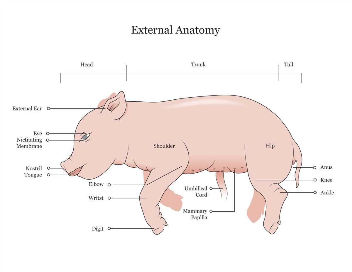 The Complete Fetal Pig Dissection Diagram A Step By Step Guide