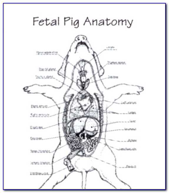 The Complete Fetal Pig Dissection Diagram A Step By Step Guide